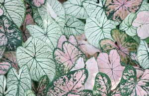 Bahçe Dünyasının Üç Eşsiz Bitkisi: Fuerte Avokado Fidanı, Yediveren Siyah Kara Gül ve Safran Soğanı ervabotanik3